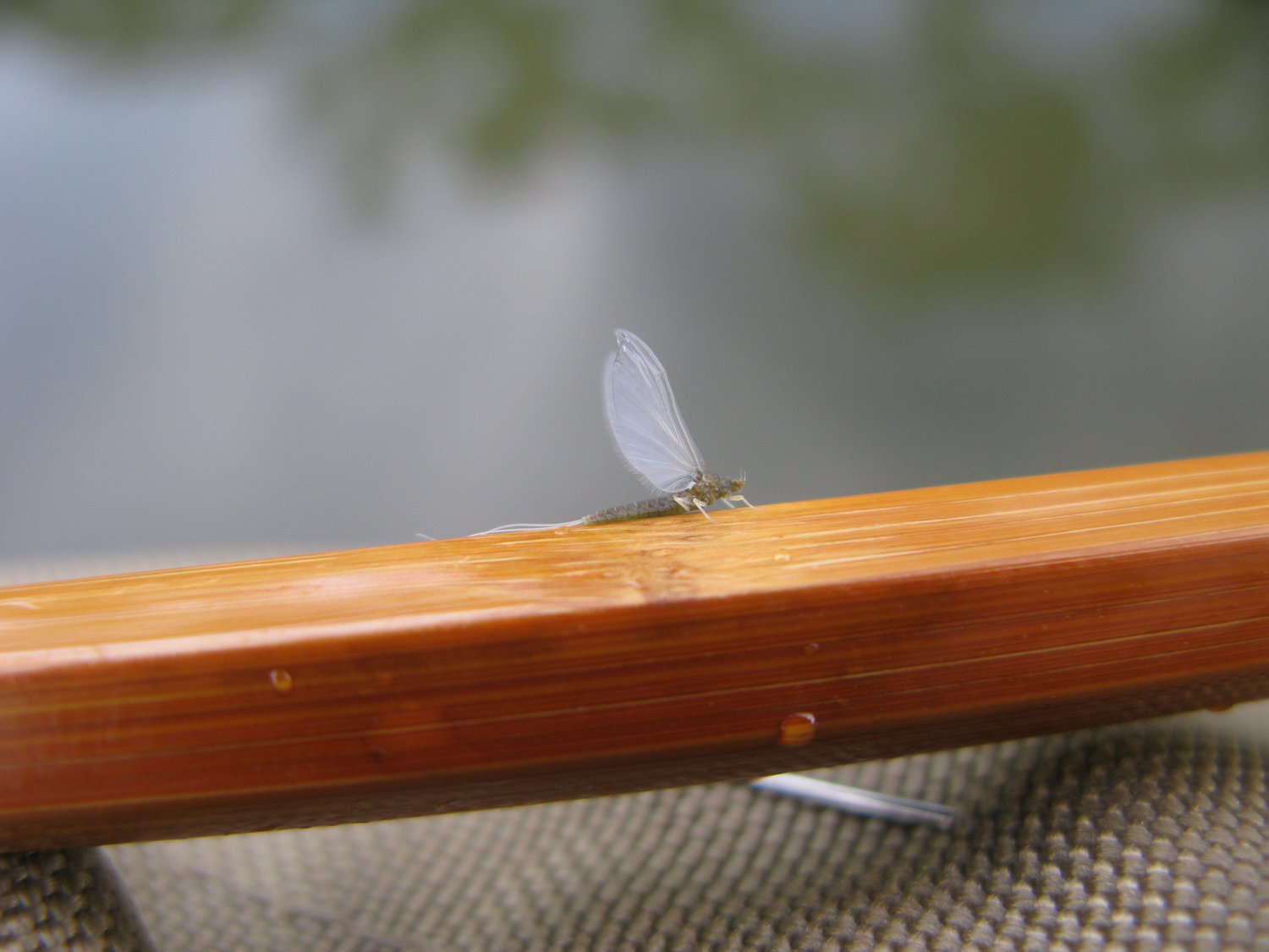 A size 20 female olive mayfly dun.